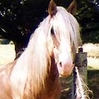 Copyright Free Horse pictures - http://www.copyright-free-photos.org.uk