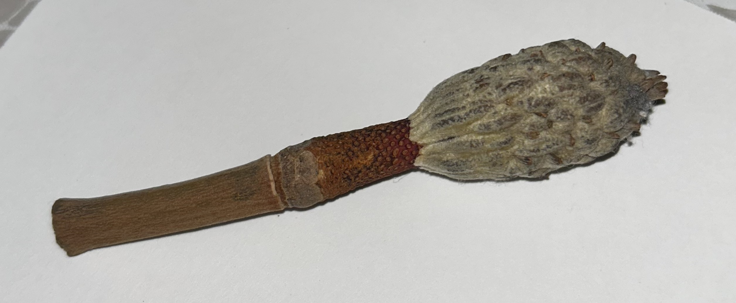 This image is in the public domain. Do what you want with it